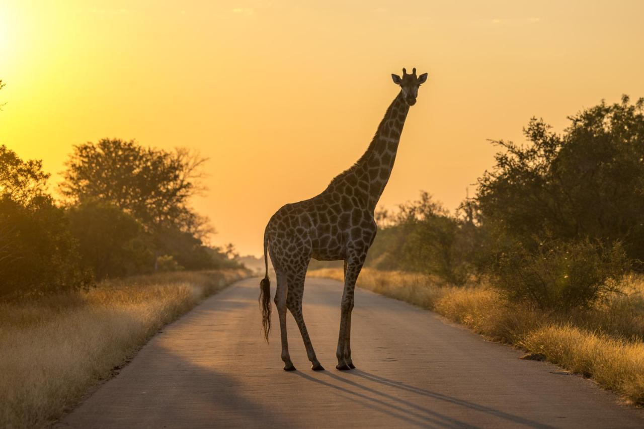 Lindiwe Safari Lodge Hoedspruit Bagian luar foto