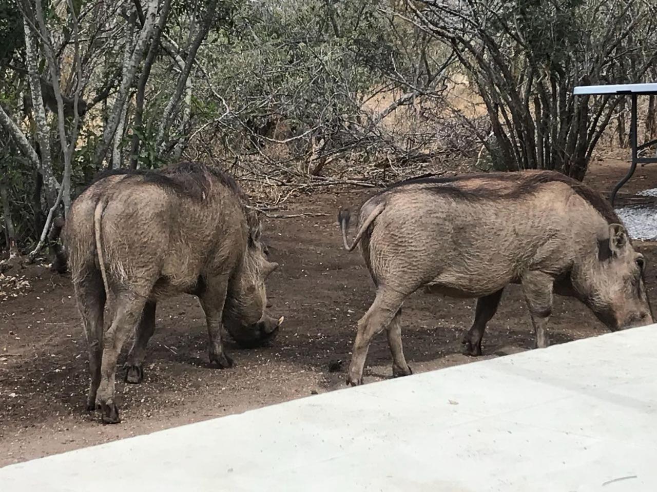Lindiwe Safari Lodge Hoedspruit Bagian luar foto